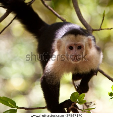 stock photo : Capuchin monkey