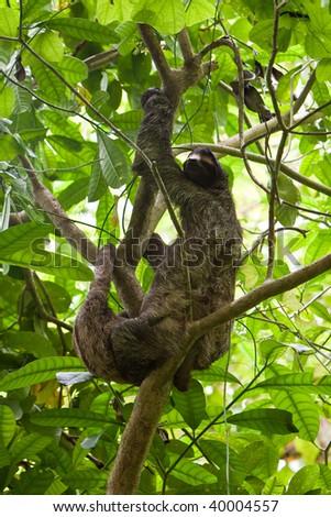 Three-toed sloth with youngster hanging in a tree