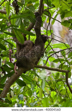 Three-toed sloth with youngster hanging in a tree