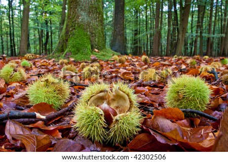 Chestnuts lying on the ground in autumn near a chestnut-tree