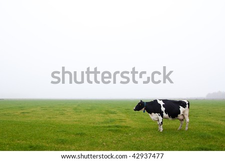 A single cow standing in a misty grassland