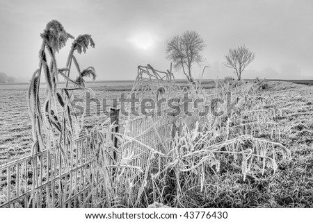 Hoar frost on reed near a fence in winter time