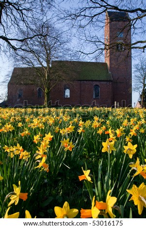 Field of narcissus flowers with church in the background