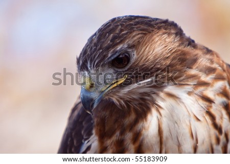 Big brown eagle bird head in closeup