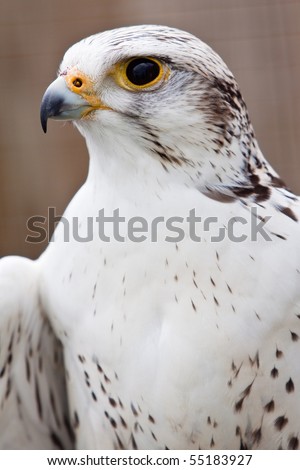 Bird Head Images