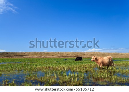 Scottish highlanders walking through the wetlands with blue sky