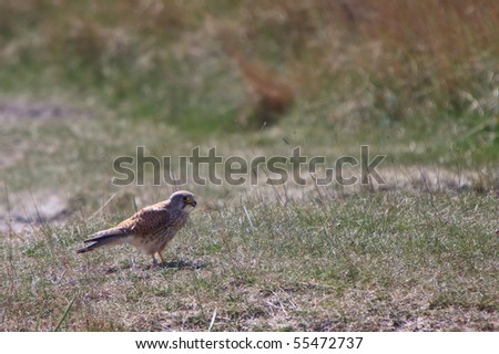 Juvenile kestral bird on the ground in the dunes