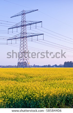 Electricity pile in a field with yellow rapeseed flowers