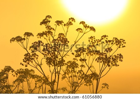 Flower silhouette at sunrise and morning mist