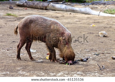 Wild hog animal on the beach searching for food