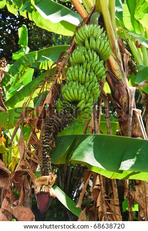 Bananas on a banana plant in a plantation