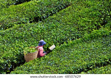 Tea plantation in the Cameron Highlands in Malaysia