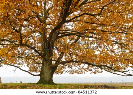 Autumn oak trees isolated agianst grey background