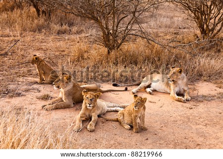 Lion family with cubs resting in the grass