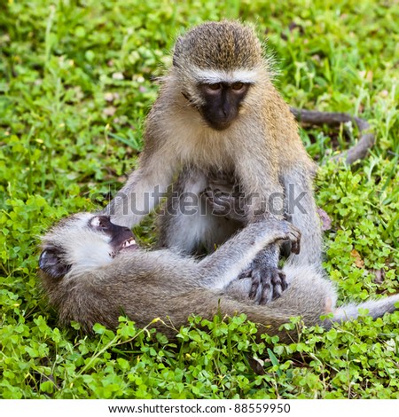 Two monkey playing on the ground in the grass