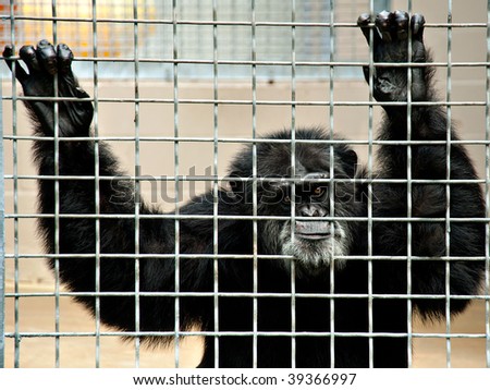 Chimp Holding Sign