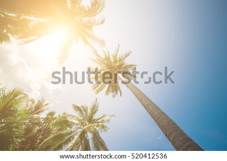 Palm Trees Sun Light Hot Equator Nature Landscape Tropical Background Holiday Travel Design Toned Shabby Vintage Effect