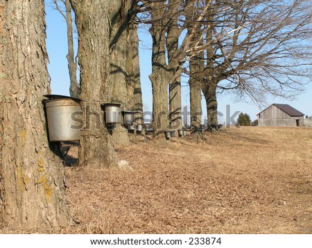 Maple Trees Syrup