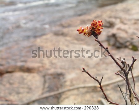 focus on blooming plant with rocks and water in the background