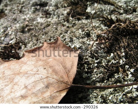 dried leaf detail against lichen detail