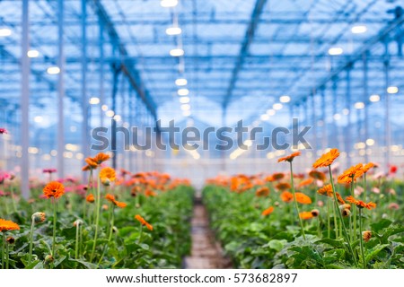 Many orange gerbera flowers in a greenhouse. Production and cultivation flowers.Gerbera plantation. Transvaal Daisy.
