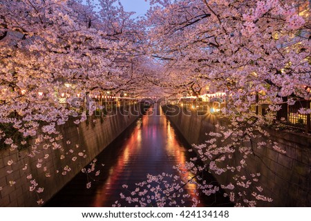 Cherry Blossoms Along the Meguro River, Tokyo Japan