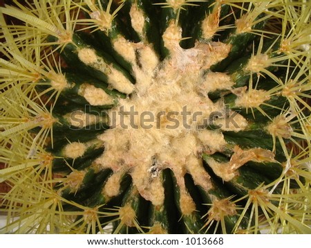 Golden cage Cactus abstract