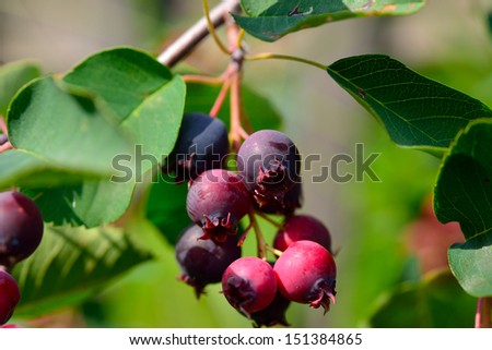 saskatoon berry delicious on deciduous shrub