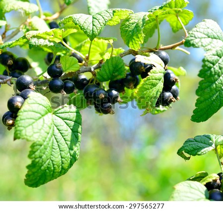 blackcurrant berry delicious on deciduous shrub