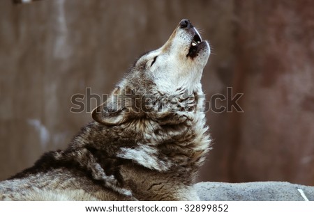 Wolves howl in Moscow Zoo