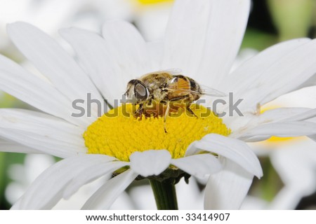 Bee fly on a camomile flower.