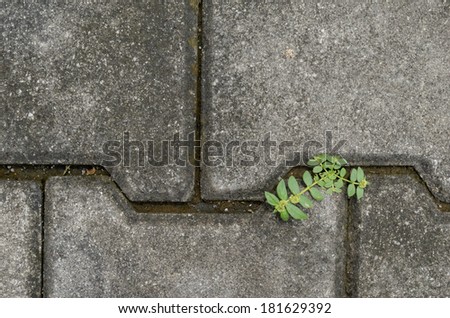 plants  growing between concrete pavement