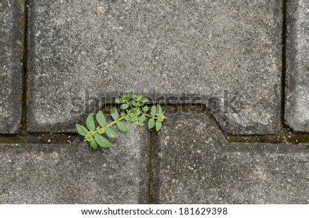 plants  growing between concrete pavement