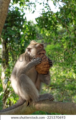 crab-eating macaque eating coconut