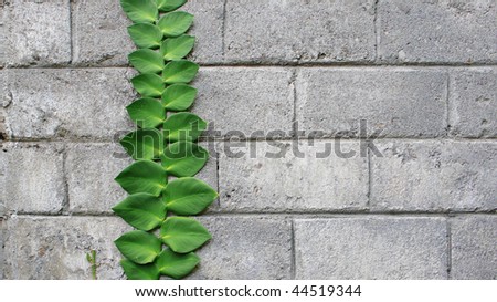 creeping plant at concrete brick