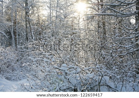sunny winter forest
