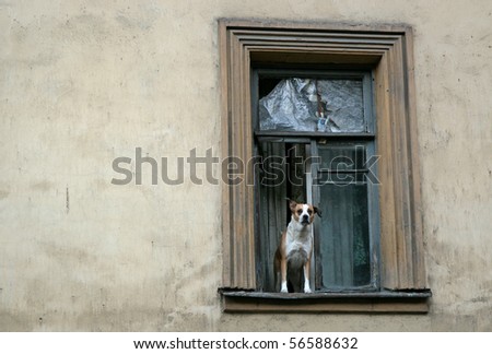 dog staying in window