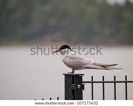 Artic tern sitting alone,, resting between hunting
