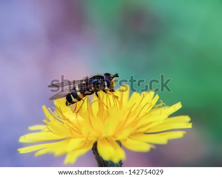 Bee gathering pollen from a dandelion flower, towards violet and green colors