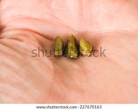 Pods of whole cardamom in a persons palm
