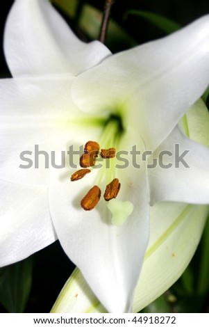 White lily flower with seed stems in the center, with large depth of field in to the center, wide white leaves, totally open