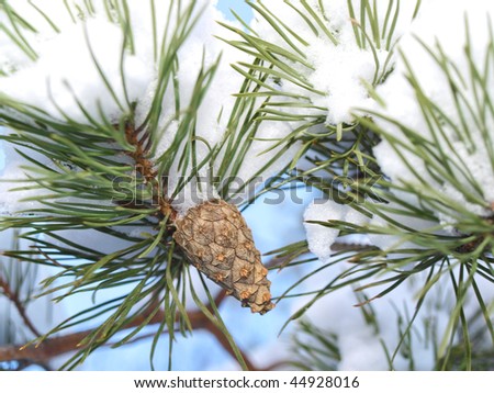 Pine cone in a pine tree with snow, winter season