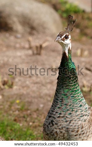 Beautiful female peacock, posing alone, looking for company