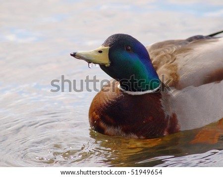Male mallard duck, drinking water from the lake while swimming around