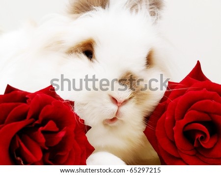White bunny towards white, red roses