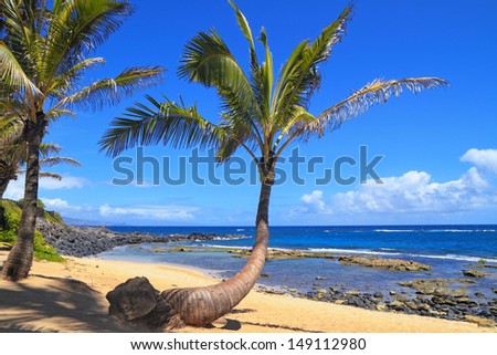 Palm trees line a picture-perfect tropical beach on a fine summer day