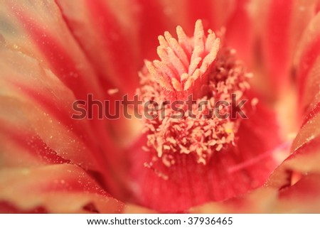 barrel cactus flower closeup