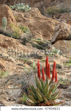 small Cape Aloe hybrid plant in desert setting