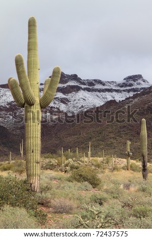 saguaro cactus and snow-dusted desert mountains