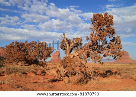 gnarly sand-dusted tree in Monument Valley